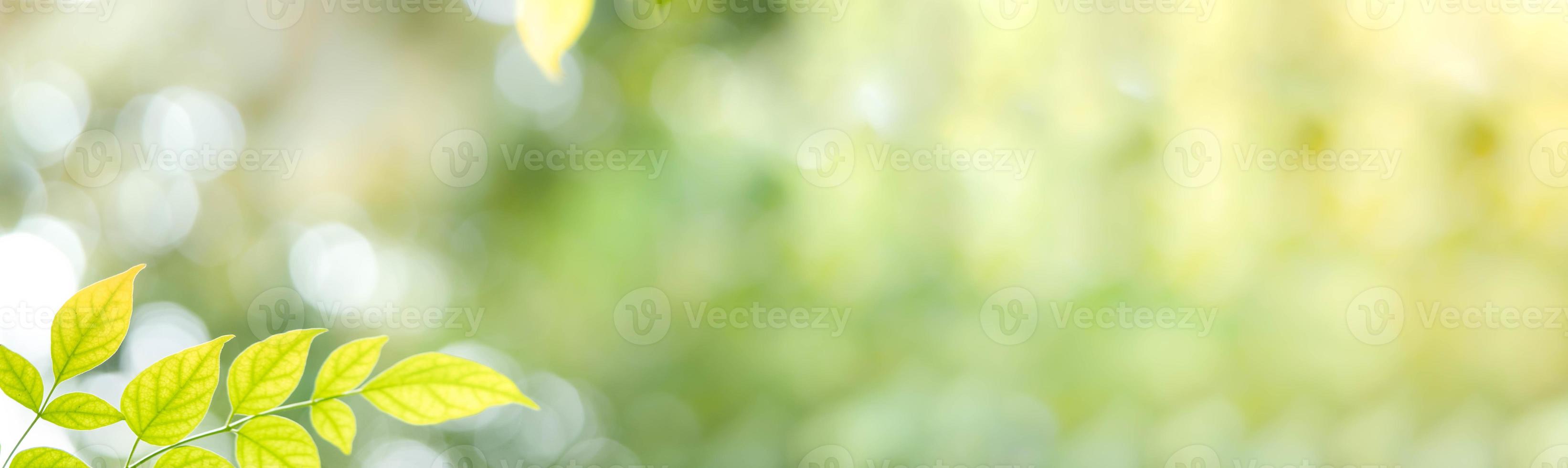Gorgeous nature view of green leaf on blurred greenery background in garden. Natural green leaves plants used as spring background cover page greenery environment ecology lime green wallpaper photo