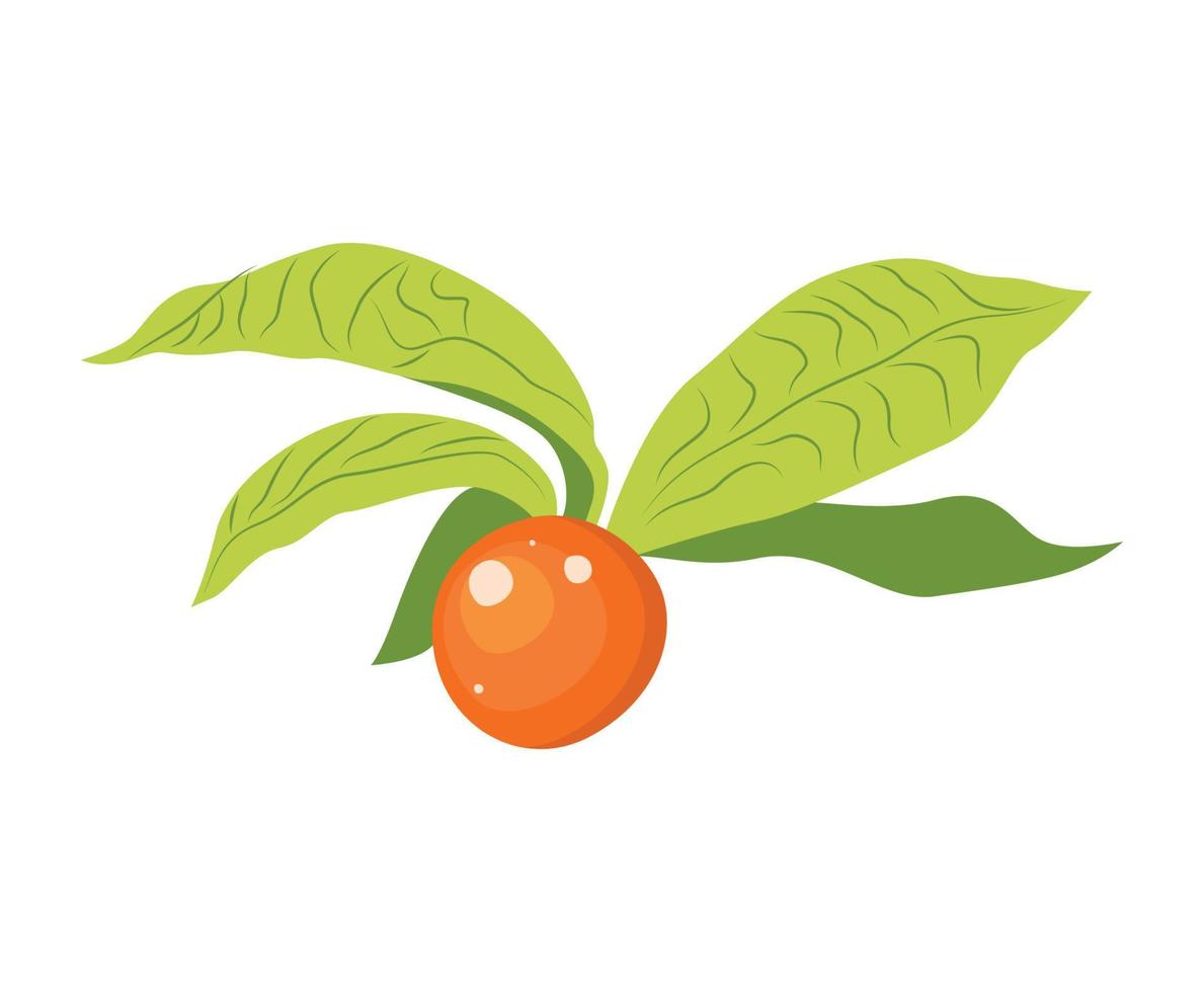 Vector illustrator of Physalis