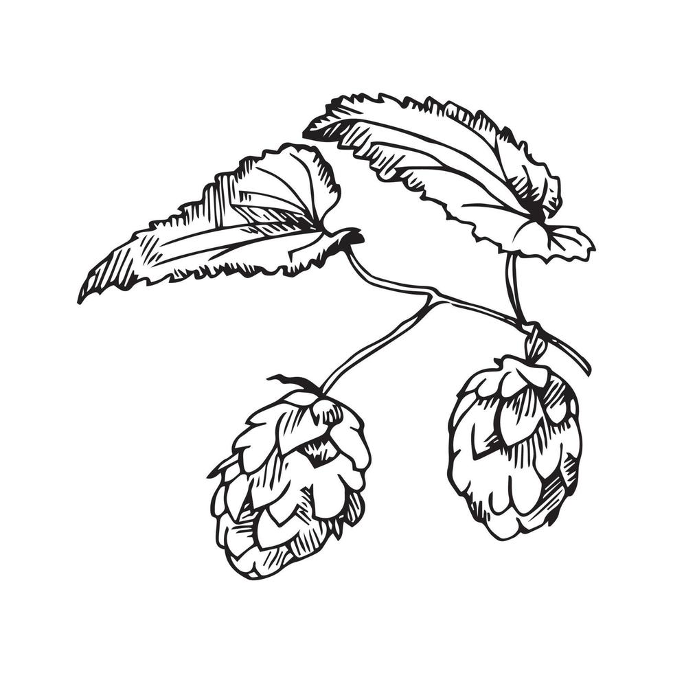 Hop Illustration in Art Ink Style vector