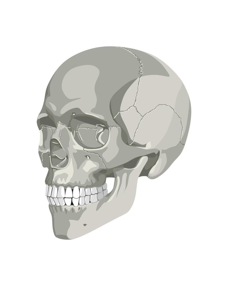 cráneo en diferentes proyecciones vector