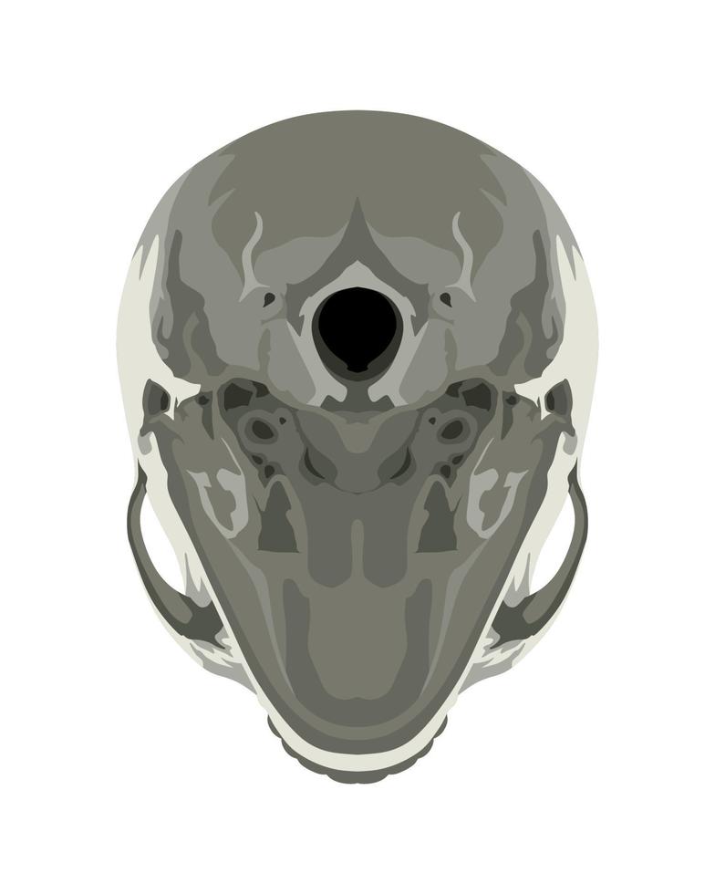 Skull in Different Projections vector