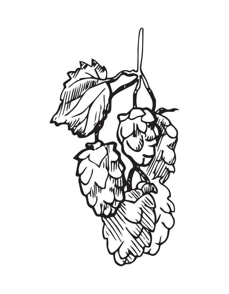 Hop Illustration in Art Ink Style vector