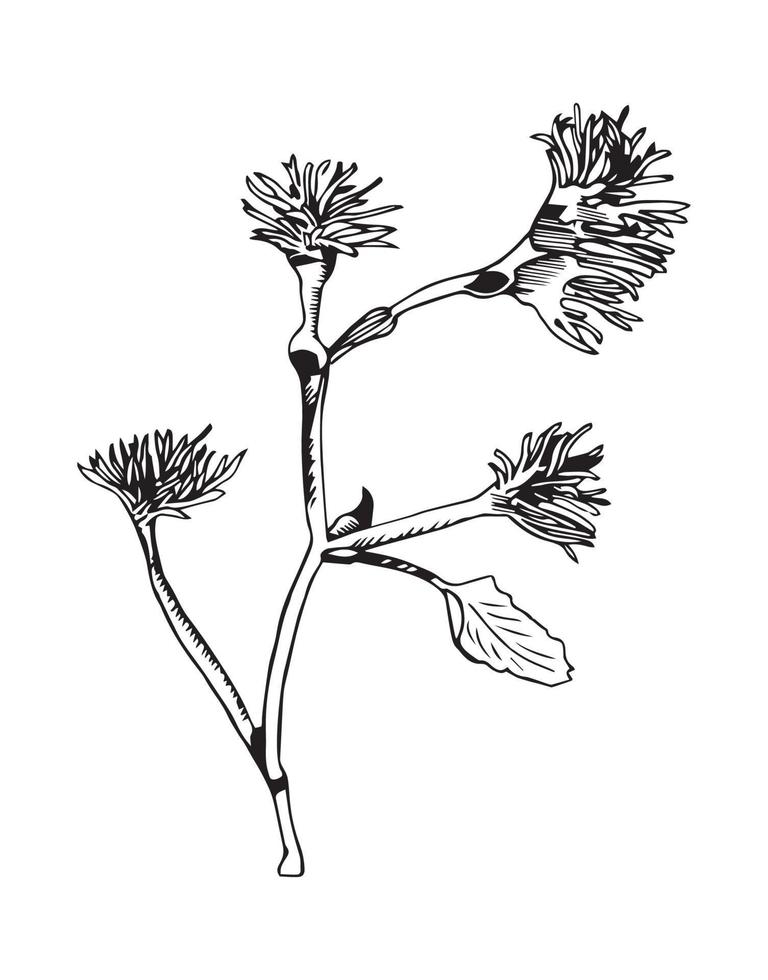 Hop Illustration in Art Ink Style vector