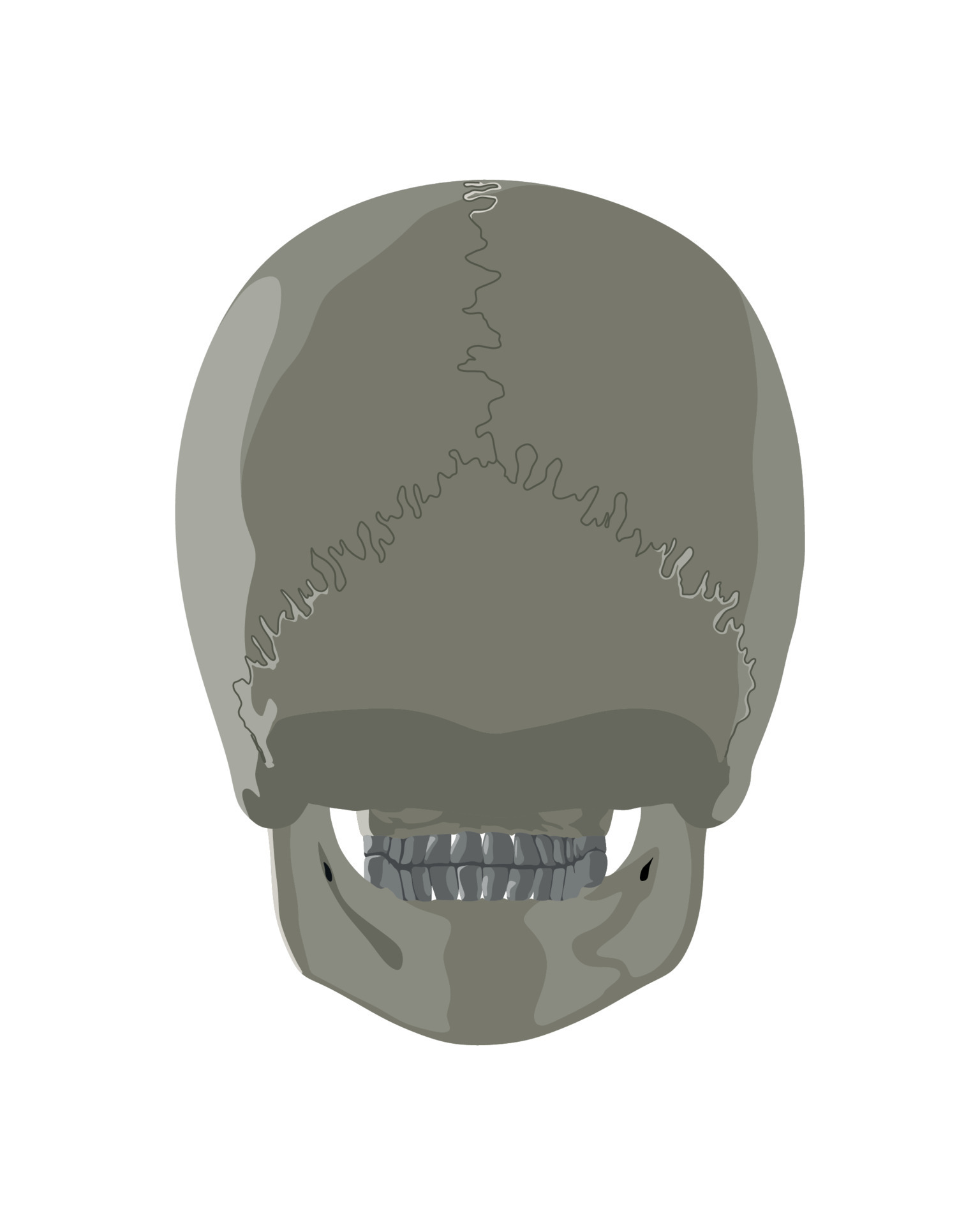 Vector illustrator of Skull in Different Projections 13041611 Vector
