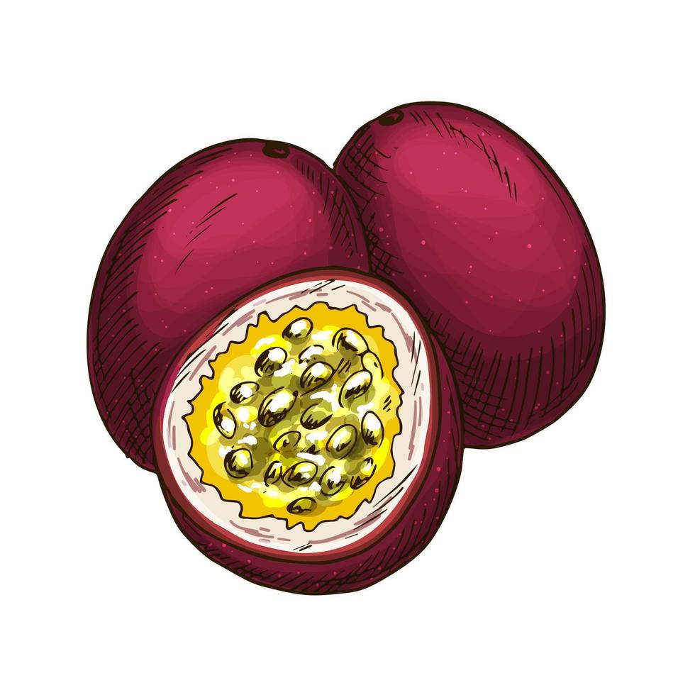 boceto de maracuyá con maracuyá tropical exótico vector