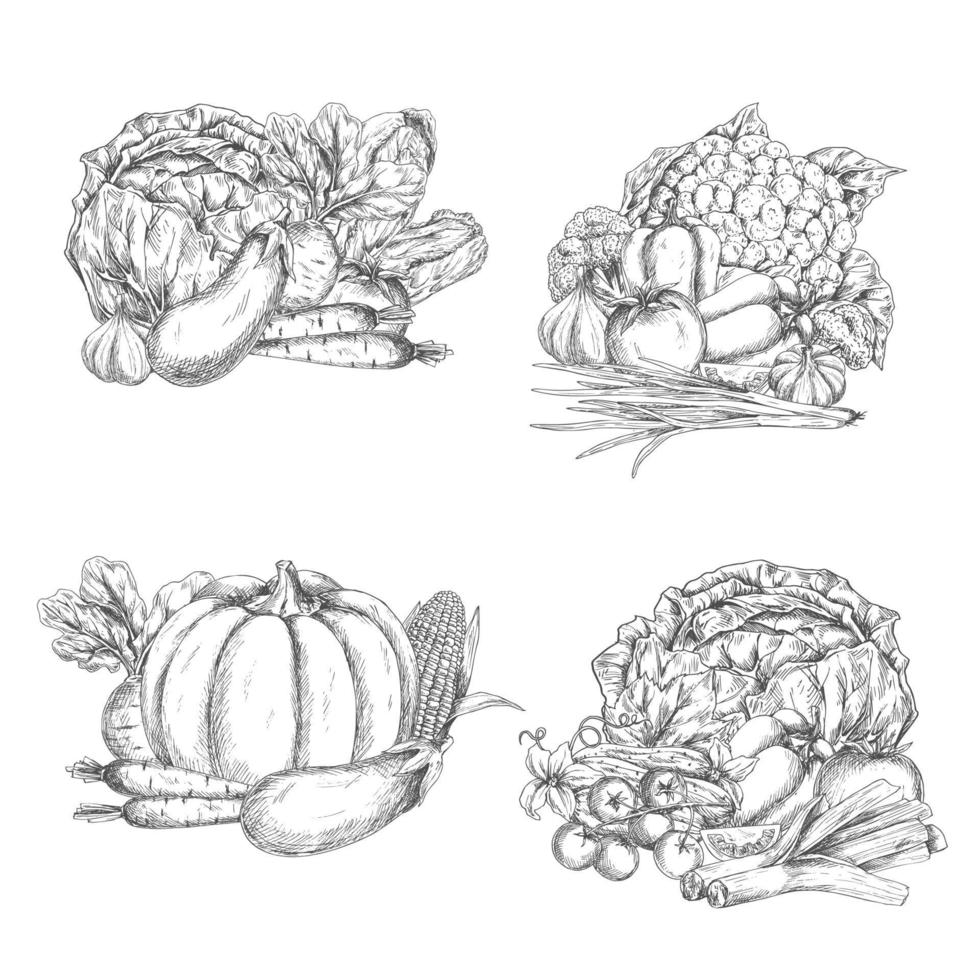 Vector sketch of vegetables or veggies harvest