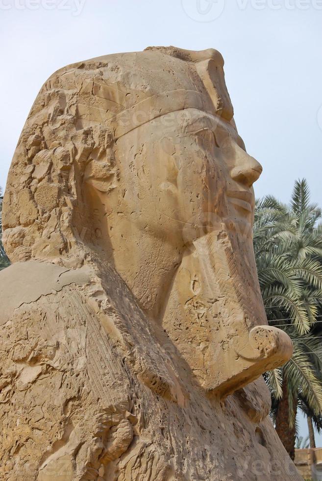 estatua de la esfinge de alabastro en el museo al aire libre de memphis, egipto foto