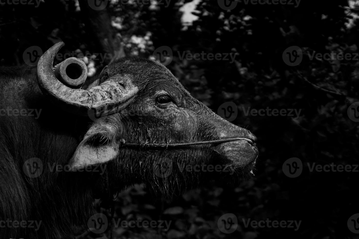 Big buffalo bulls eye picture in black and white photo