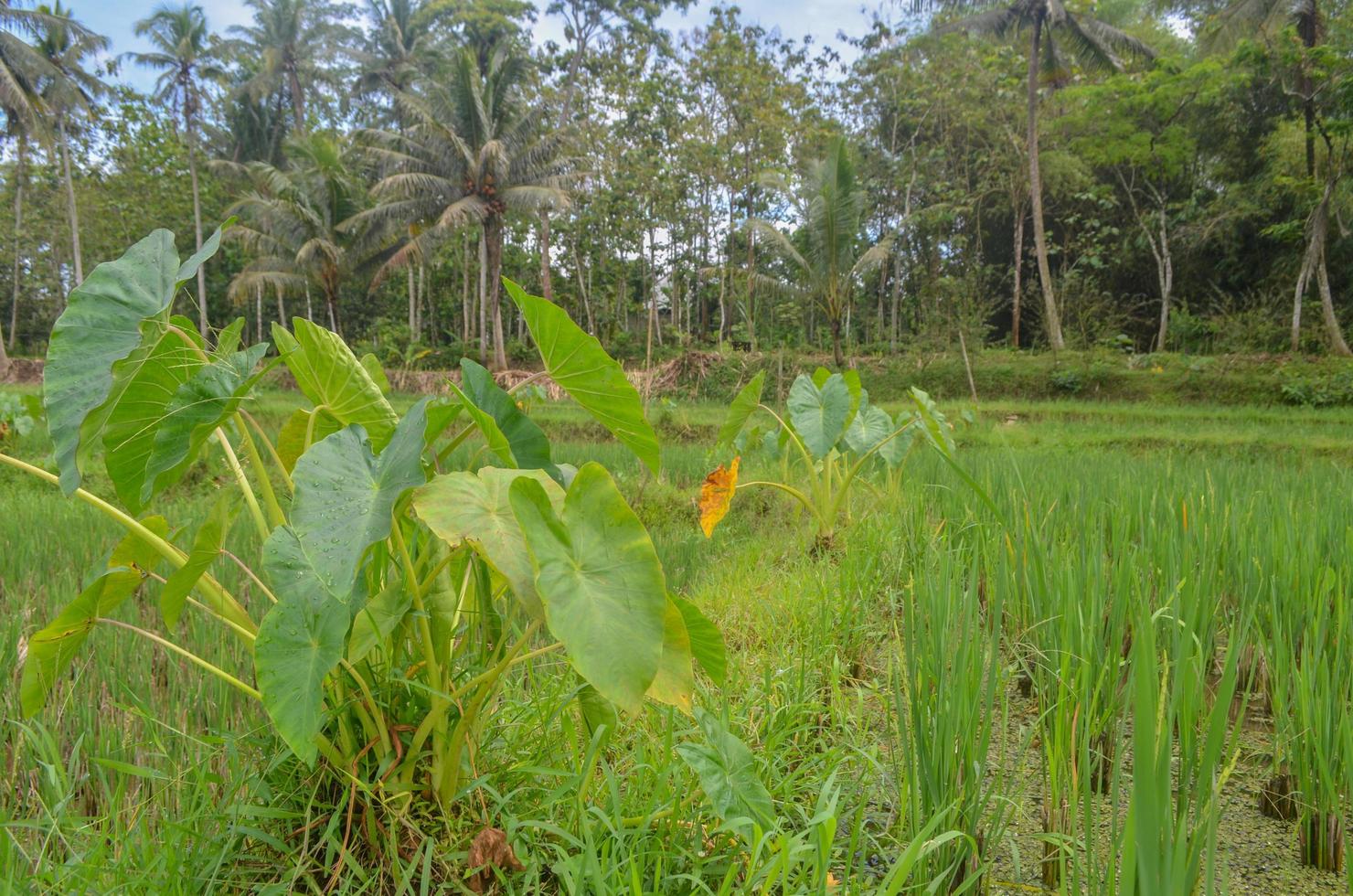 Taro plants that grow beside the rice fields photo