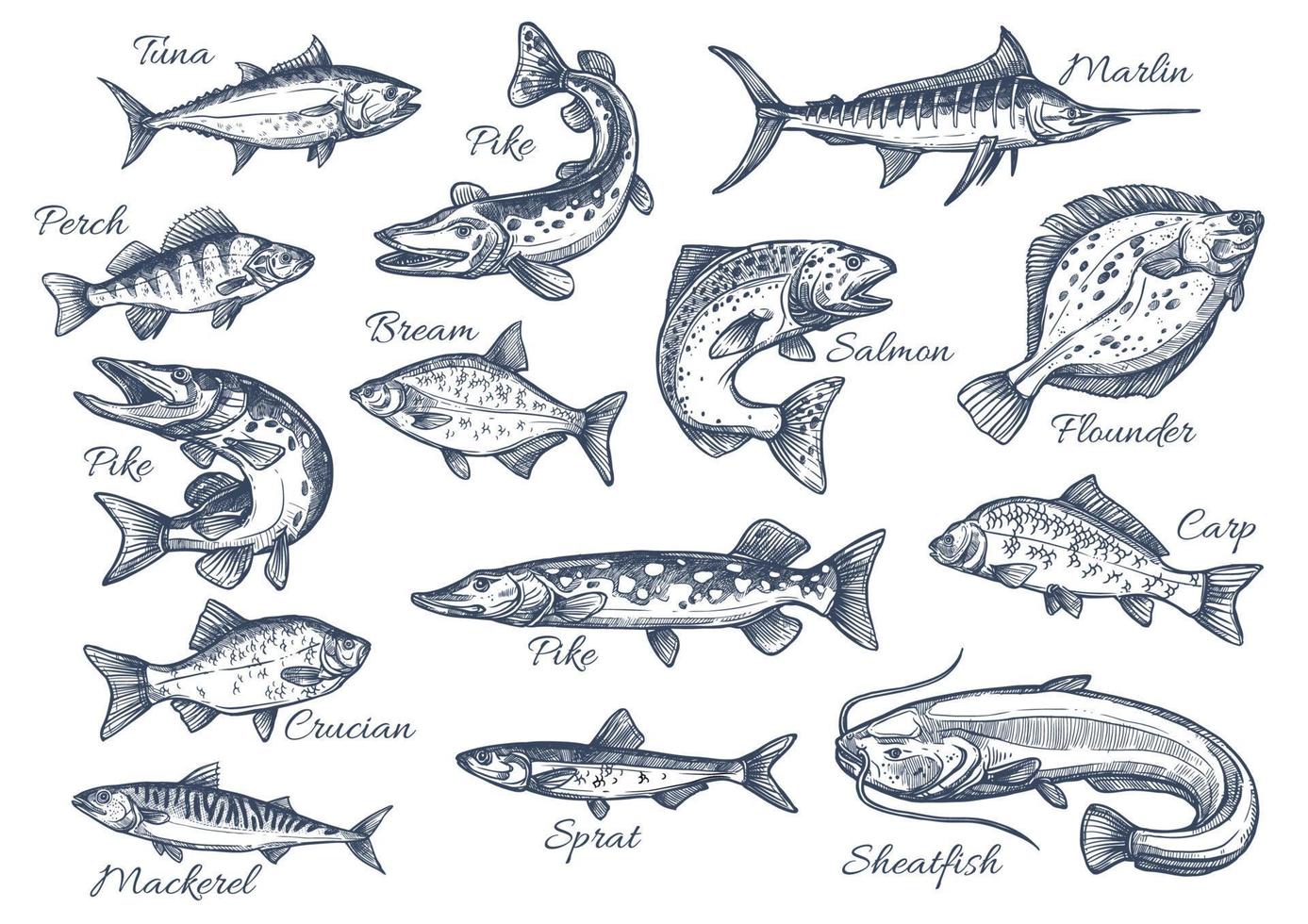 Vector sketch icons of fish of river or sea