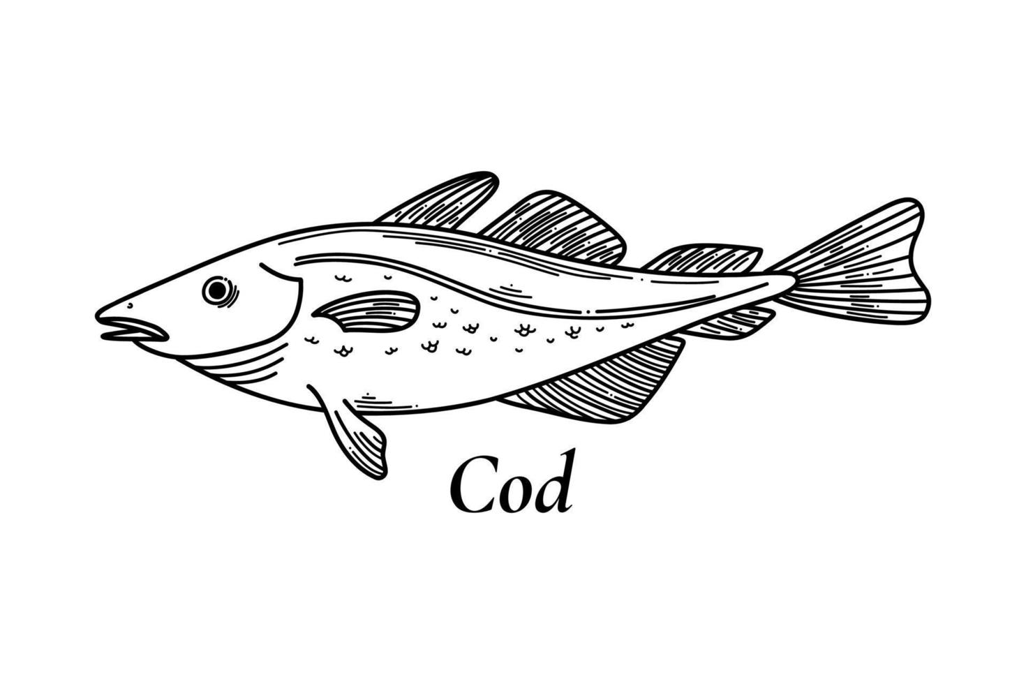 Vector sketch illustration of fresh codfish sea fish drawing isolated on white. Engraved style. Vintage, retro object for menu, label, recipe, product packaging