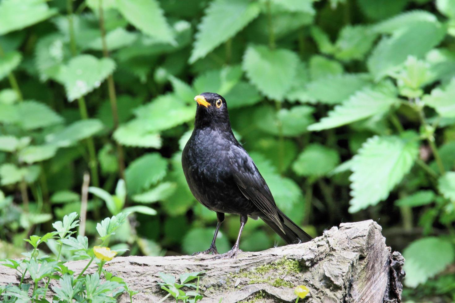 A view of a Blackbird photo