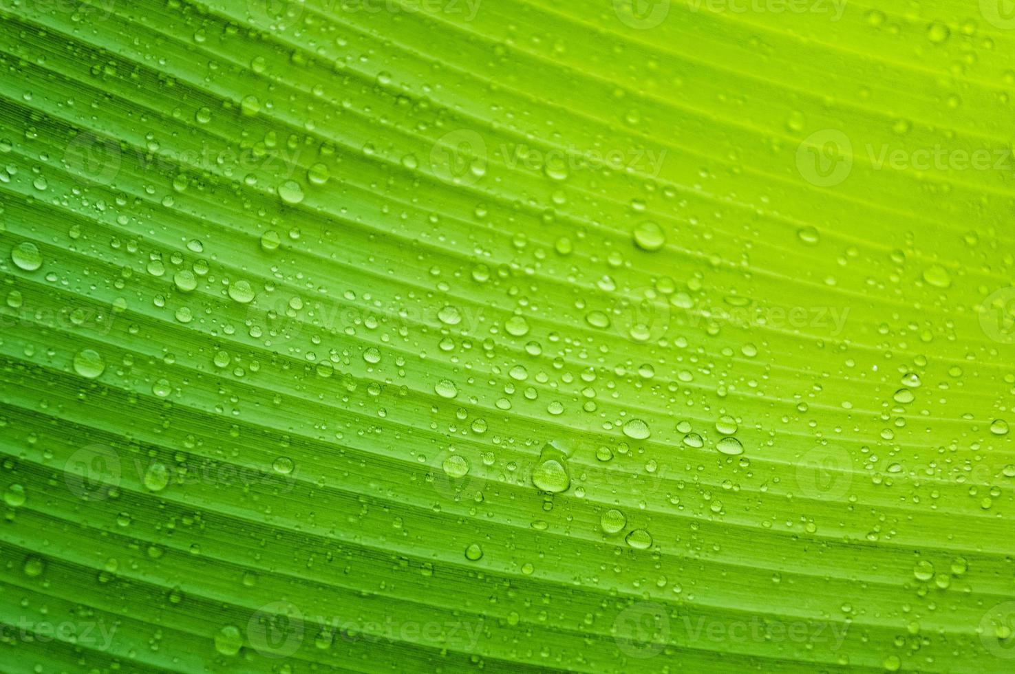 water droplets on green banana leaf  Used to design backgrounds and wallpapers.  Banner ads on website pages  exhibition background photo