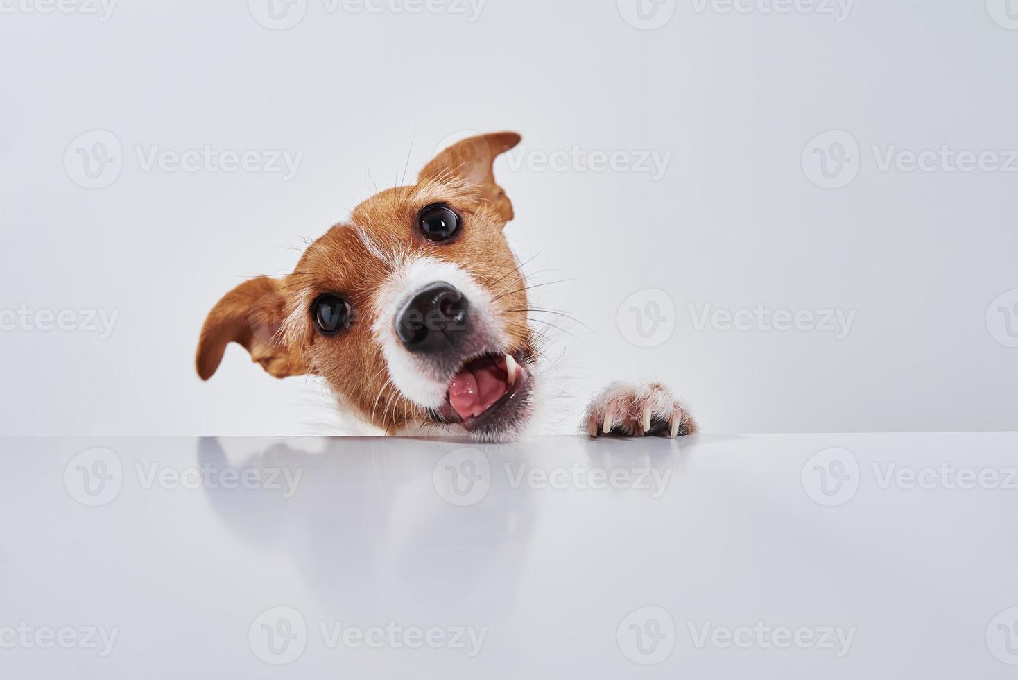 Jack Russell terrier dog eat meal from table. Funny dog portrait with tongue photo