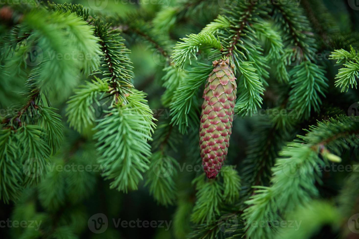 Green spruce branch with cone closeup. Nature background photo
