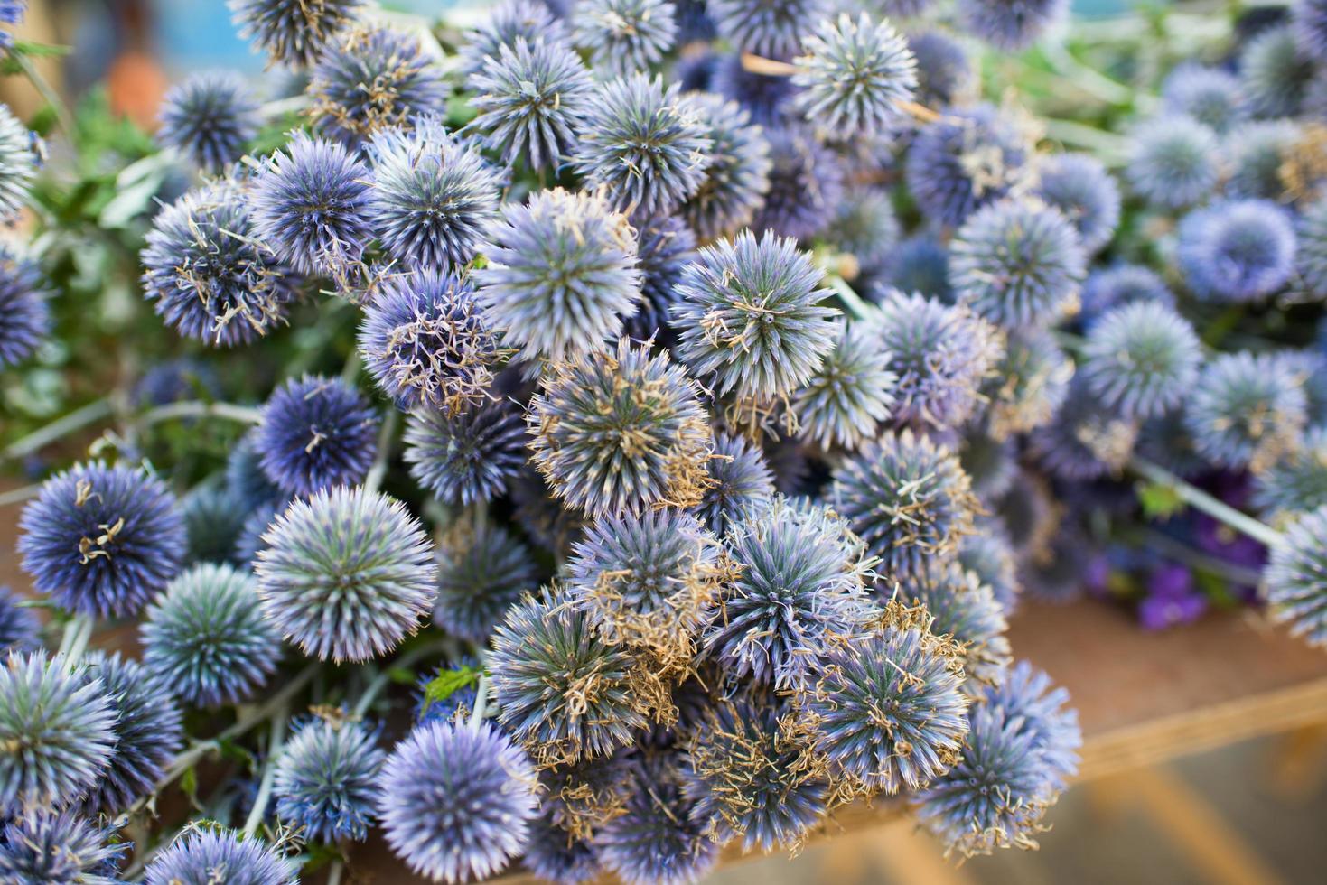 Bouquet of southern globethistle flowers, flowering in late summer photo