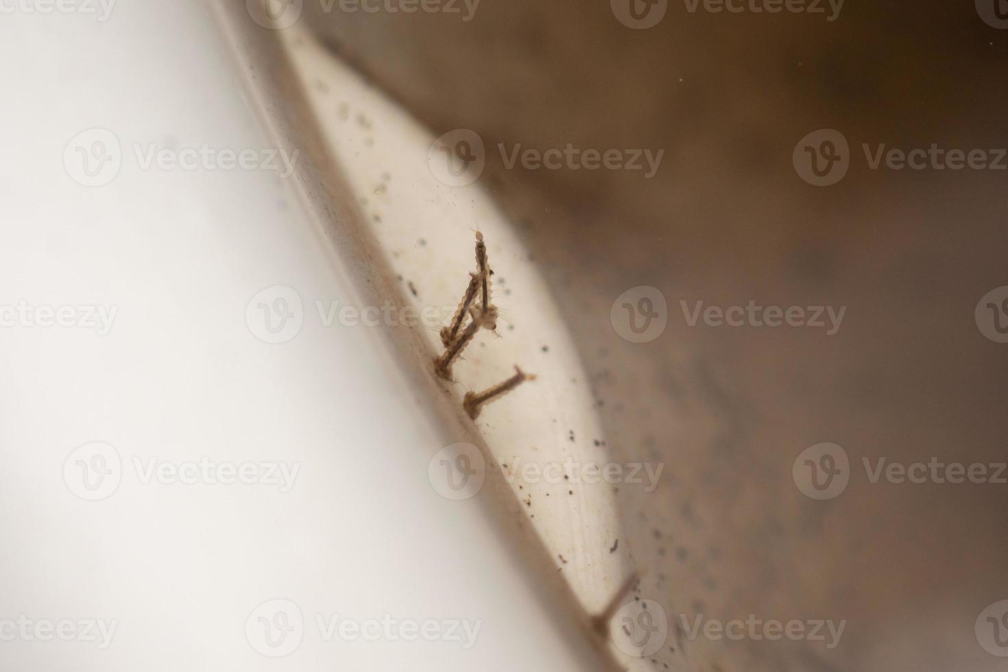Mosquito larvae in stagnant water close up photo
