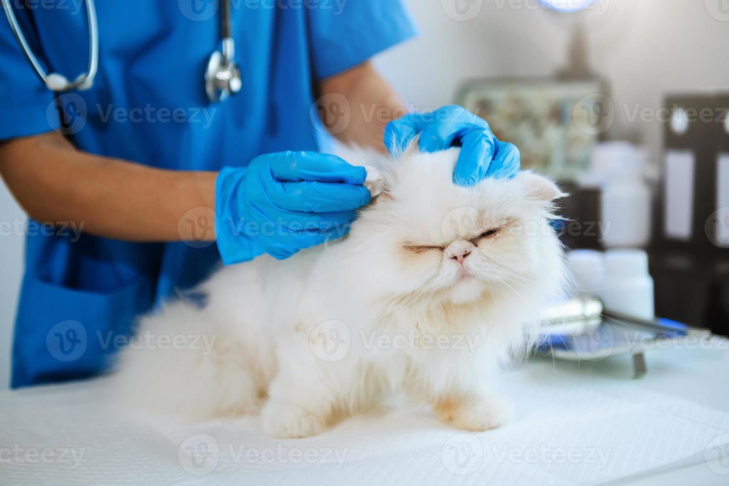 Veterinary for treating sick cats, Maintain animal health Concept, hospital photo