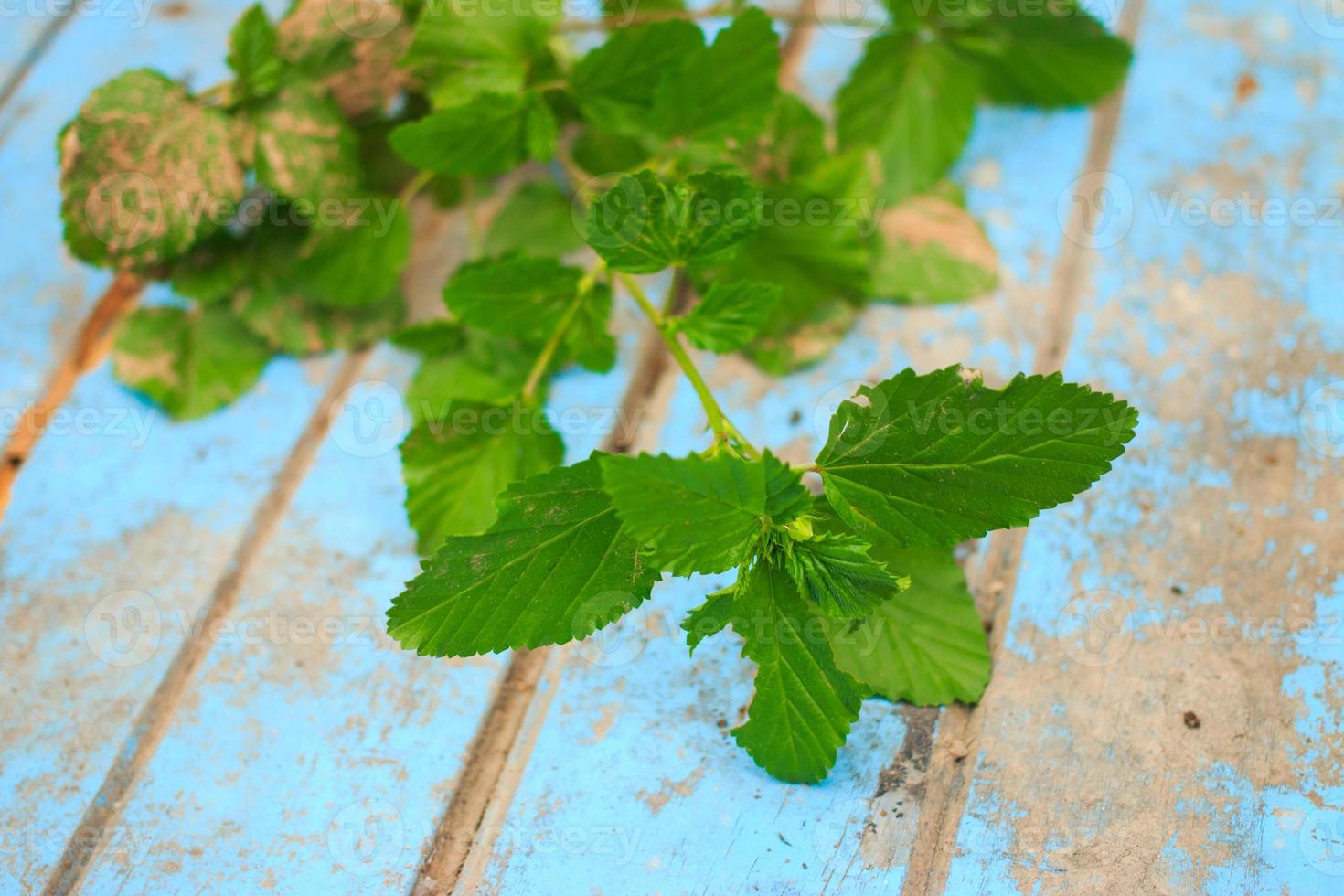 Nature weed with root and soil  on old blue wooden photo