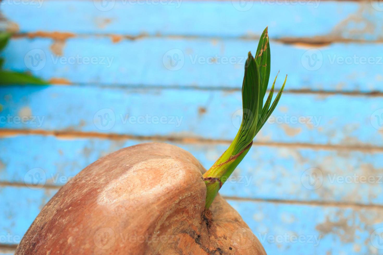 sapling coconut on old blue wooden photo