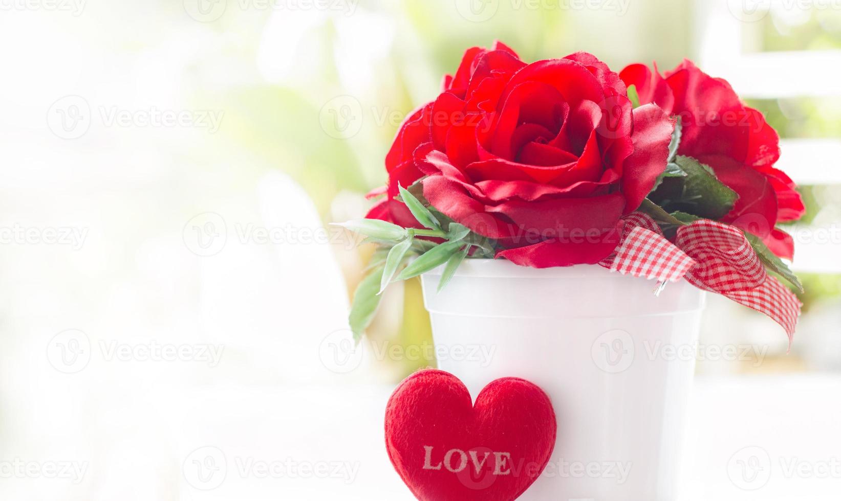 Rose in white pot photo