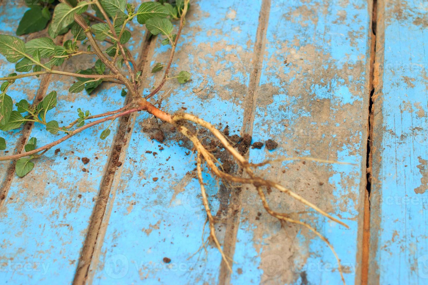 Nature weed with root and soil  on old blue wooden photo
