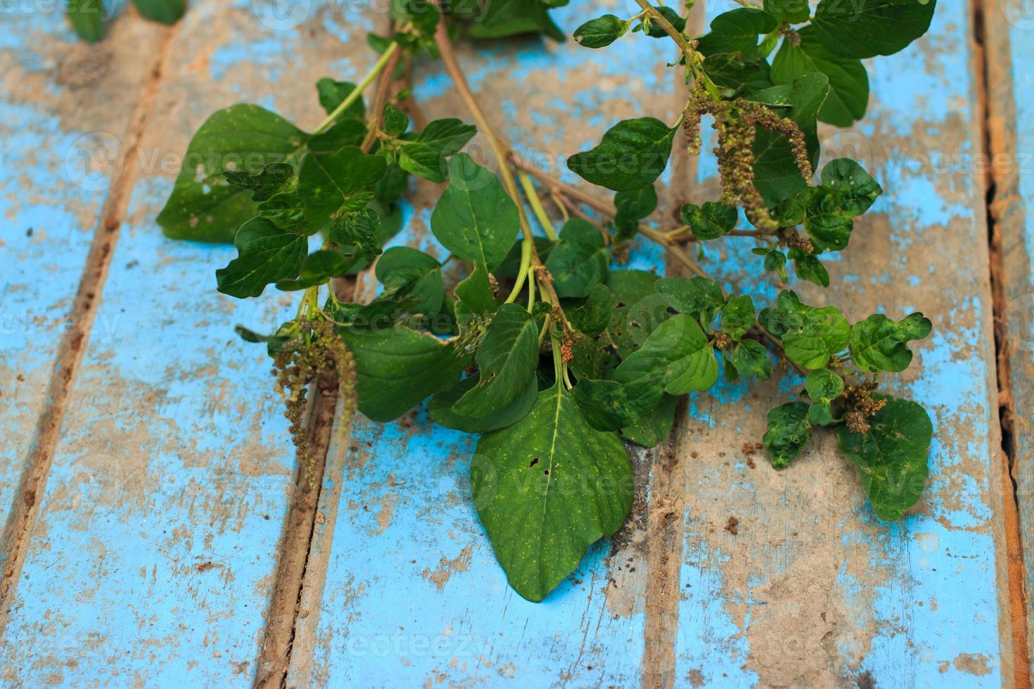 Nature weed with root and soil  on old blue wooden photo