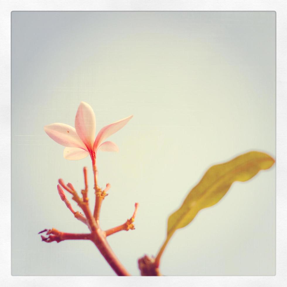 plumeria con filtro de instagram foto