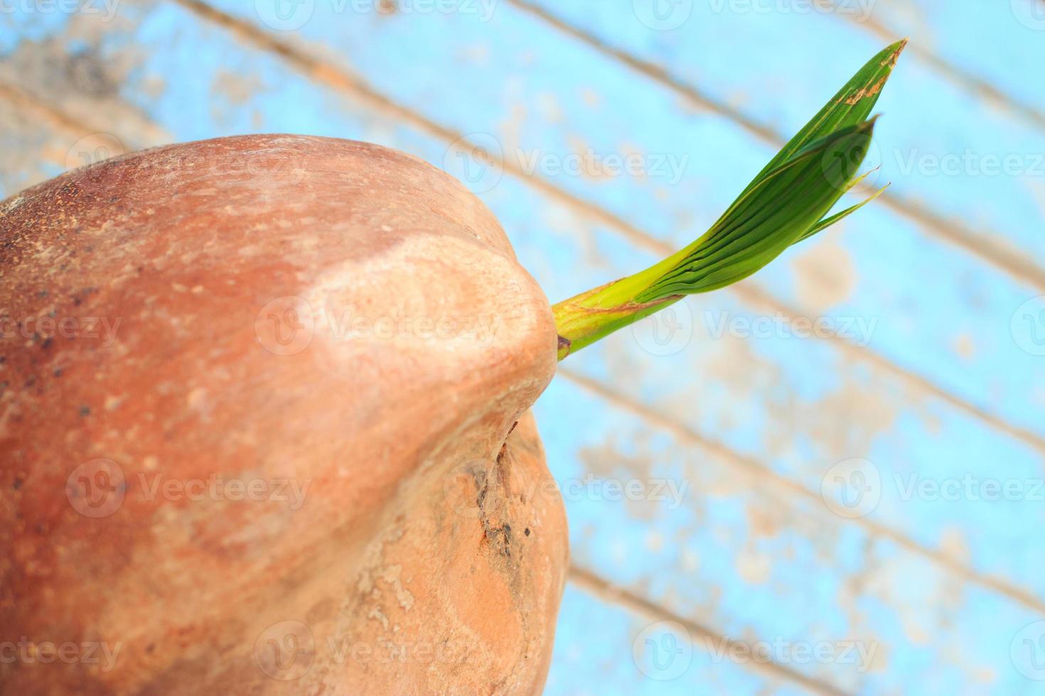 sapling coconut on old blue wooden photo