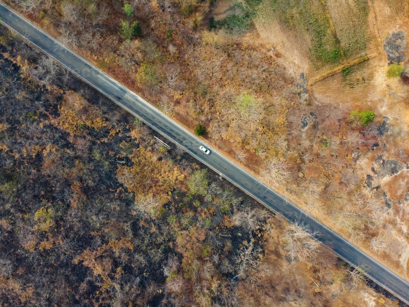 Arid yellow forest, The road in the forest was filled with trees blackened by forest fires. photo