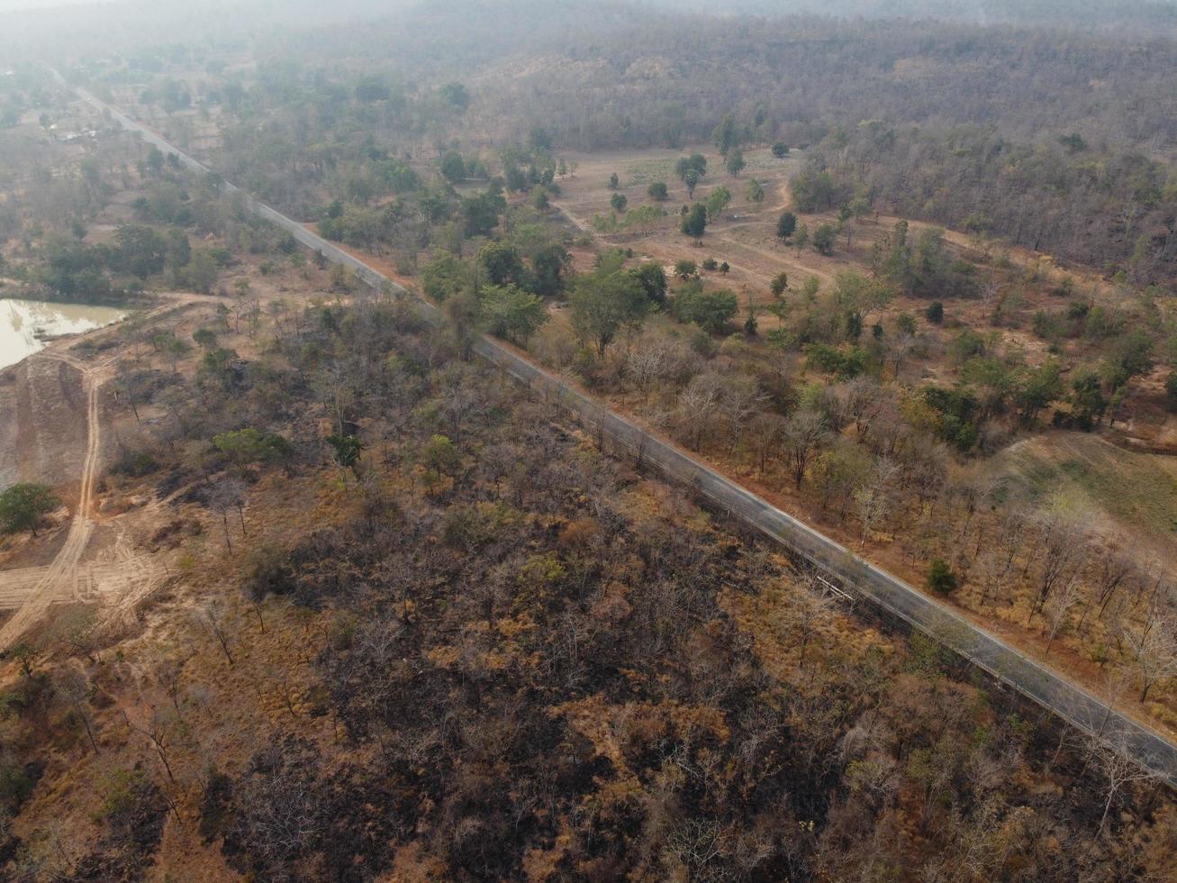 Arid yellow forest, The road in the forest was filled with trees blackened by forest fires. photo