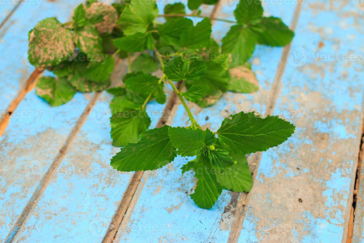 Nature weed with root and soil  on old blue wooden photo