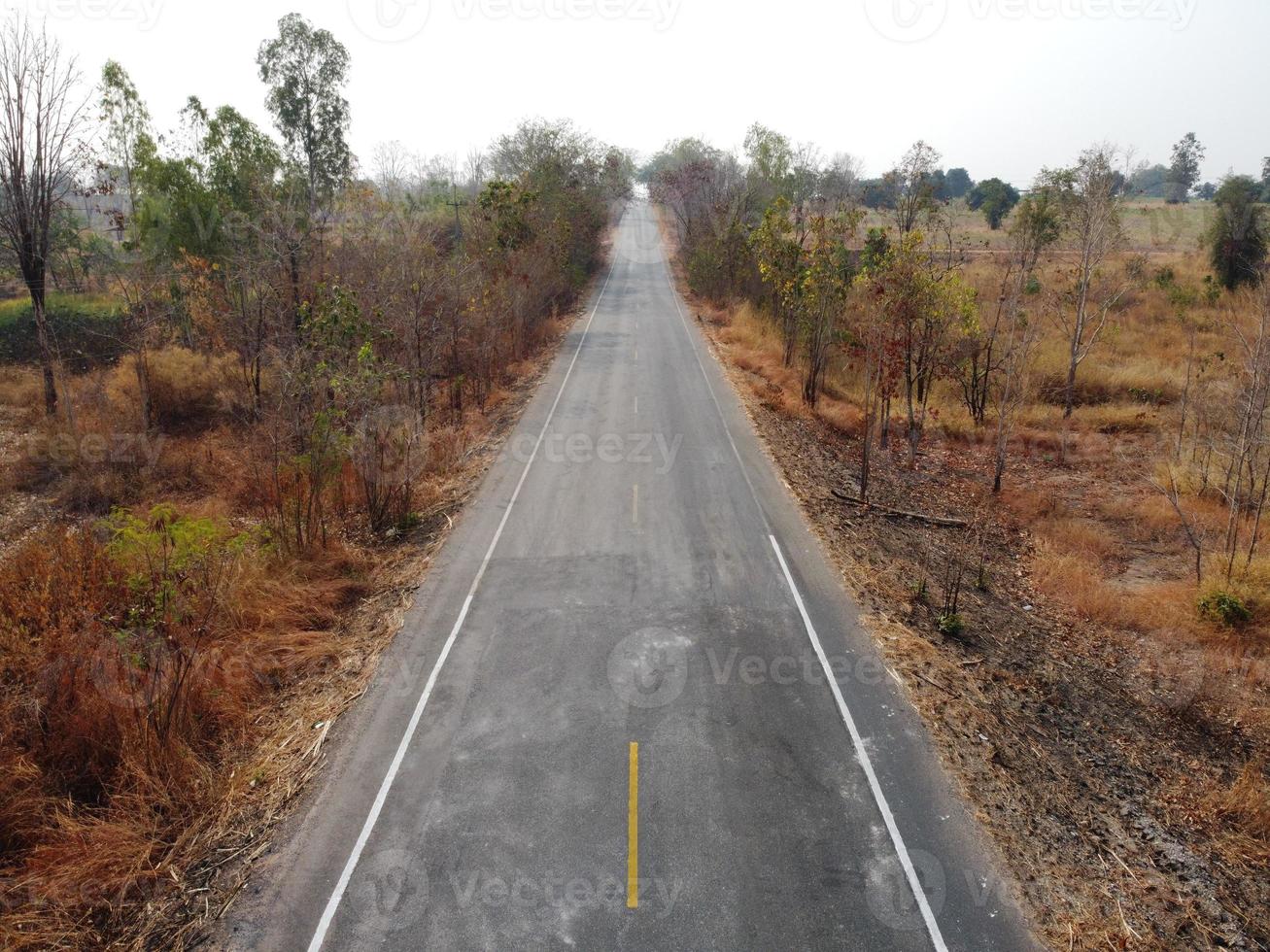 Arid yellow forest, The road in the forest was filled with trees blackened by forest fires. photo