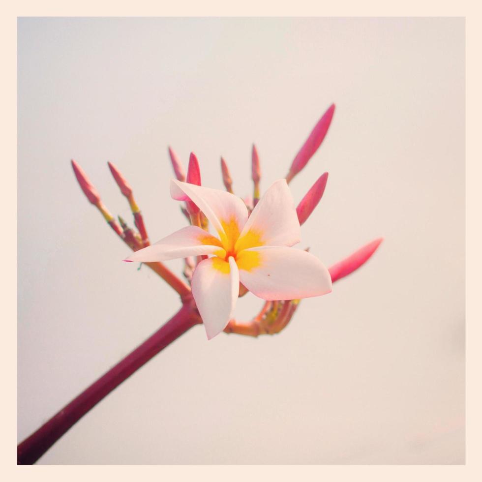 Plumeria with instagram filter photo