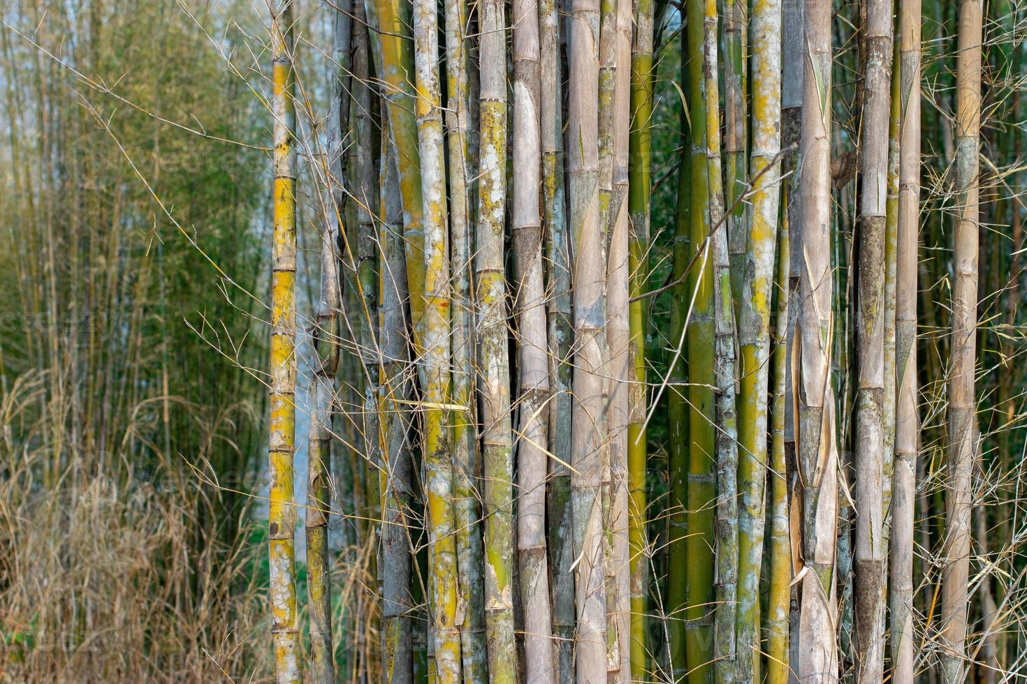 many green bamboo trees in nature, Bamboo can be used for many uses. photo