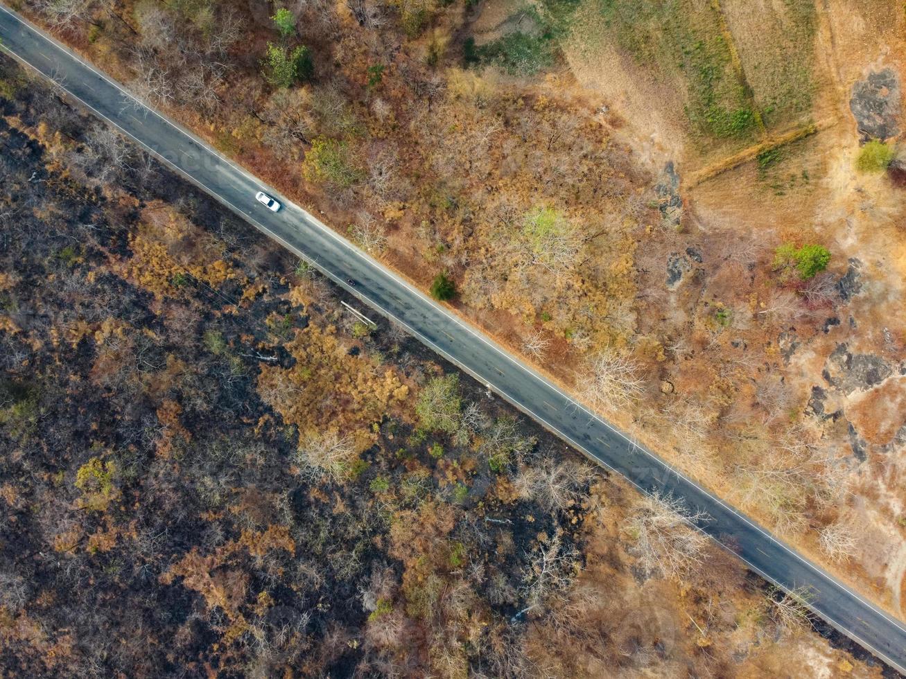 Arid yellow forest, The road in the forest was filled with trees blackened by forest fires. photo