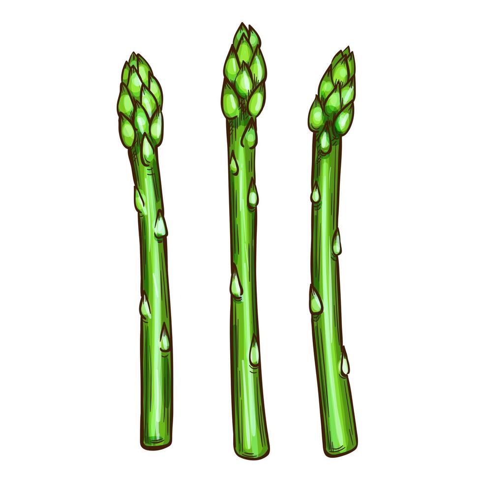 Asparagus vegetable isolated sketch, food design vector