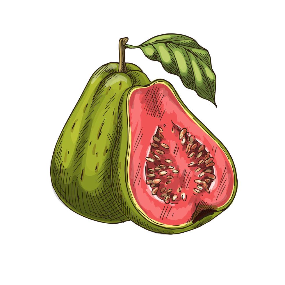Guava tropical fruit vector sketch isolated icon