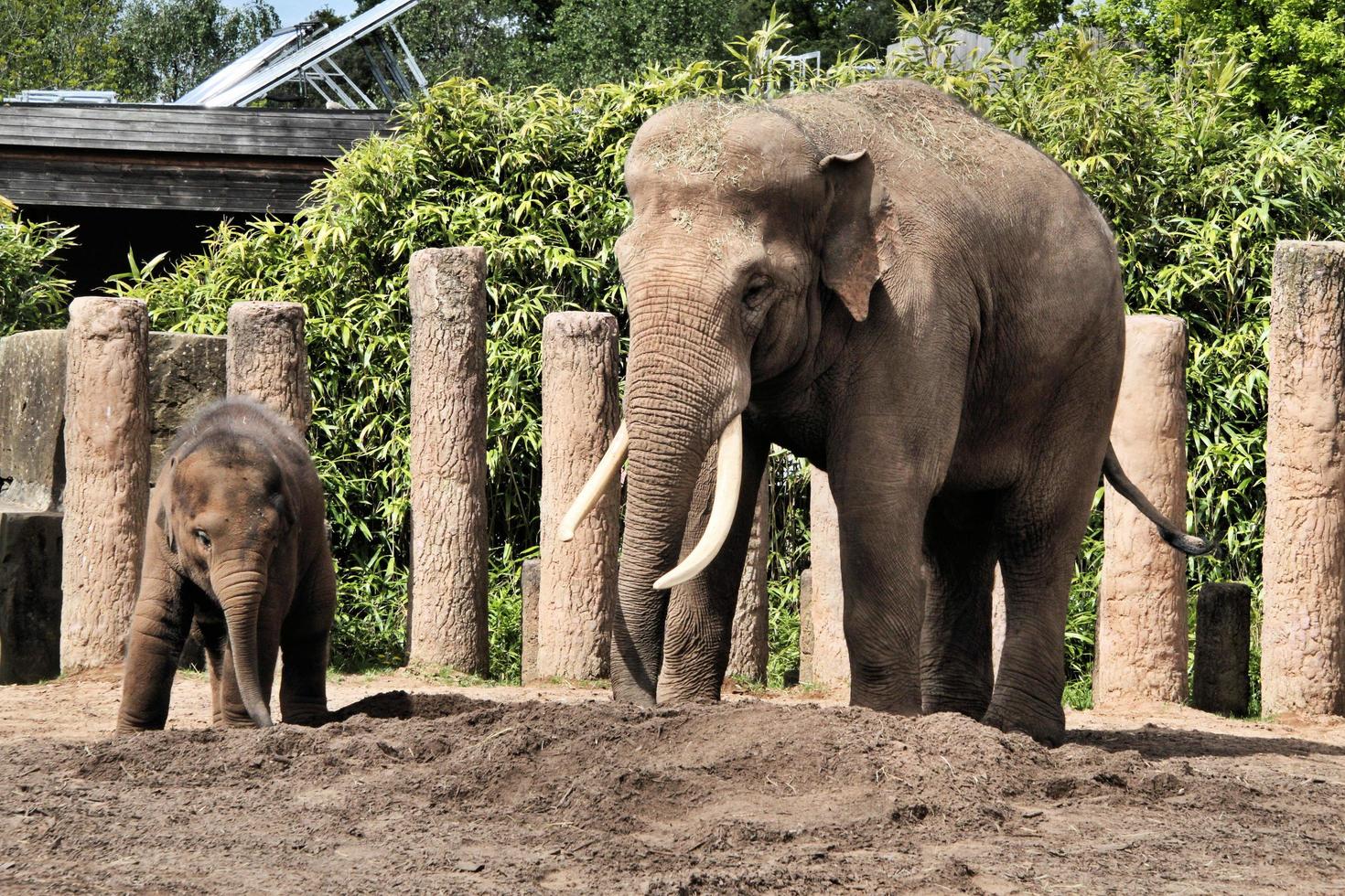 A view of an Elephant photo