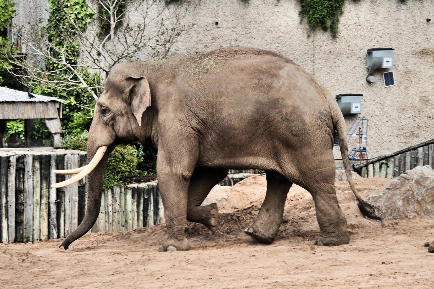 una vista de un elefante foto