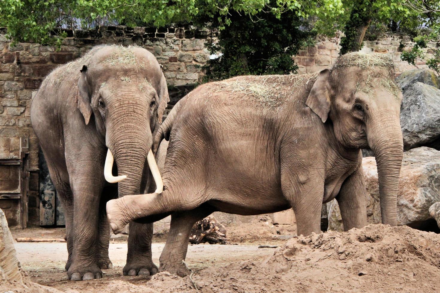 A view of an Elephant photo