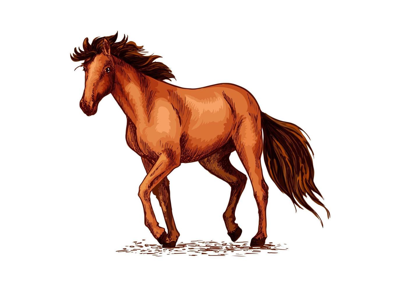 Horse sketch of brown mustang stallion vector