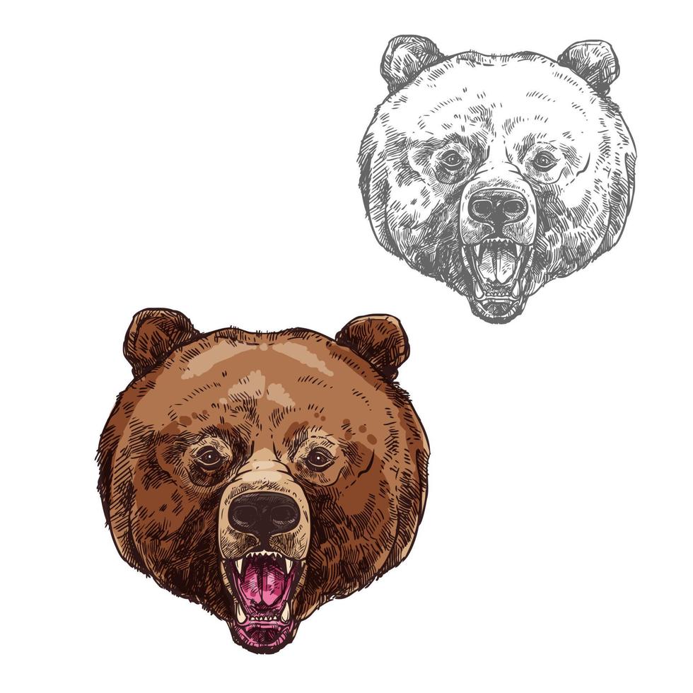 Bear isolated sketch with head of wild grizzly vector