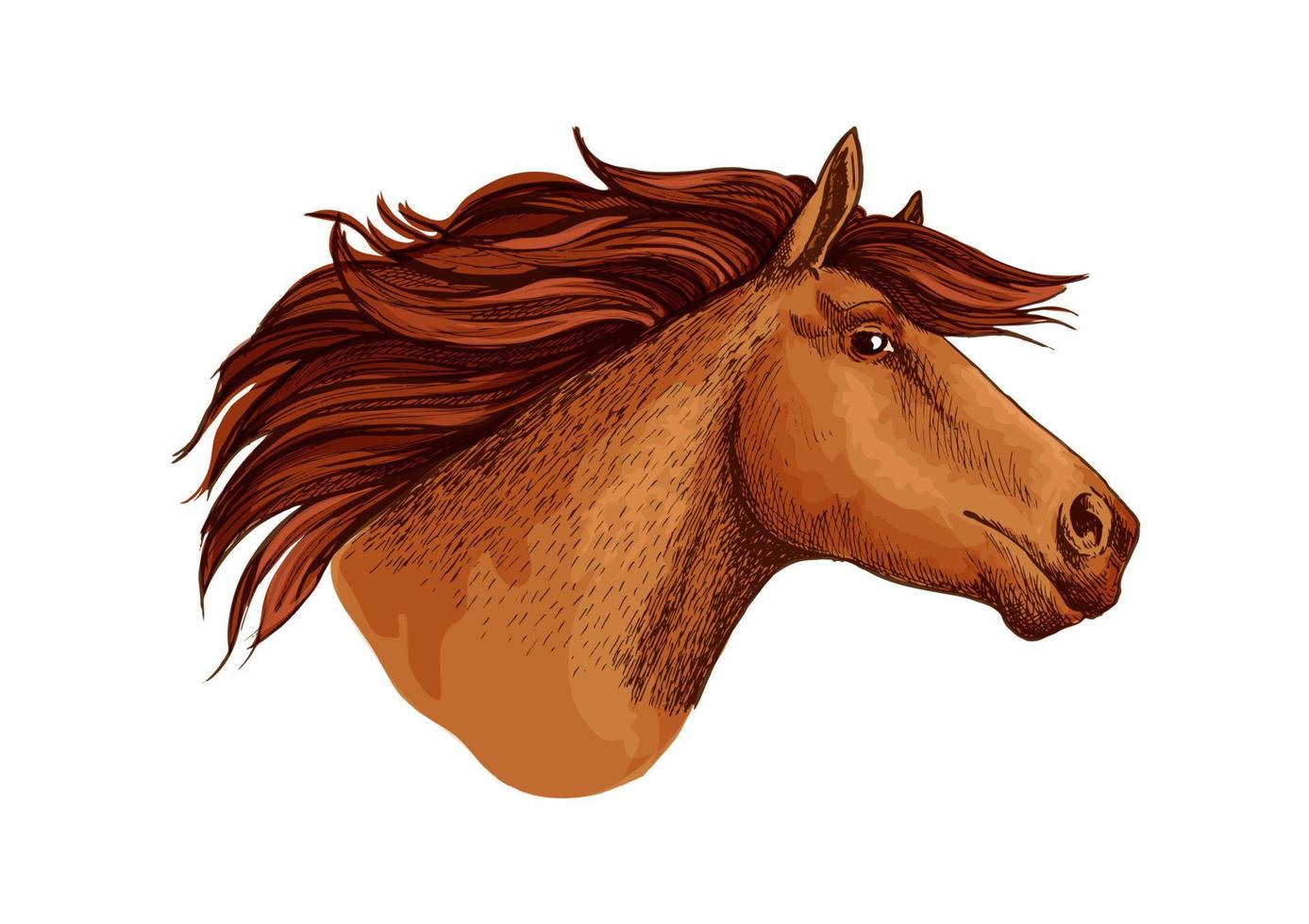 Horse racer mustang head vector sketch symbol