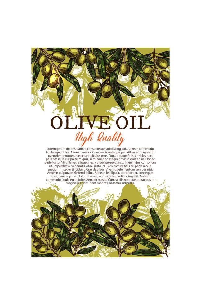 Olive oil sketch poster with green leaf and fruit vector