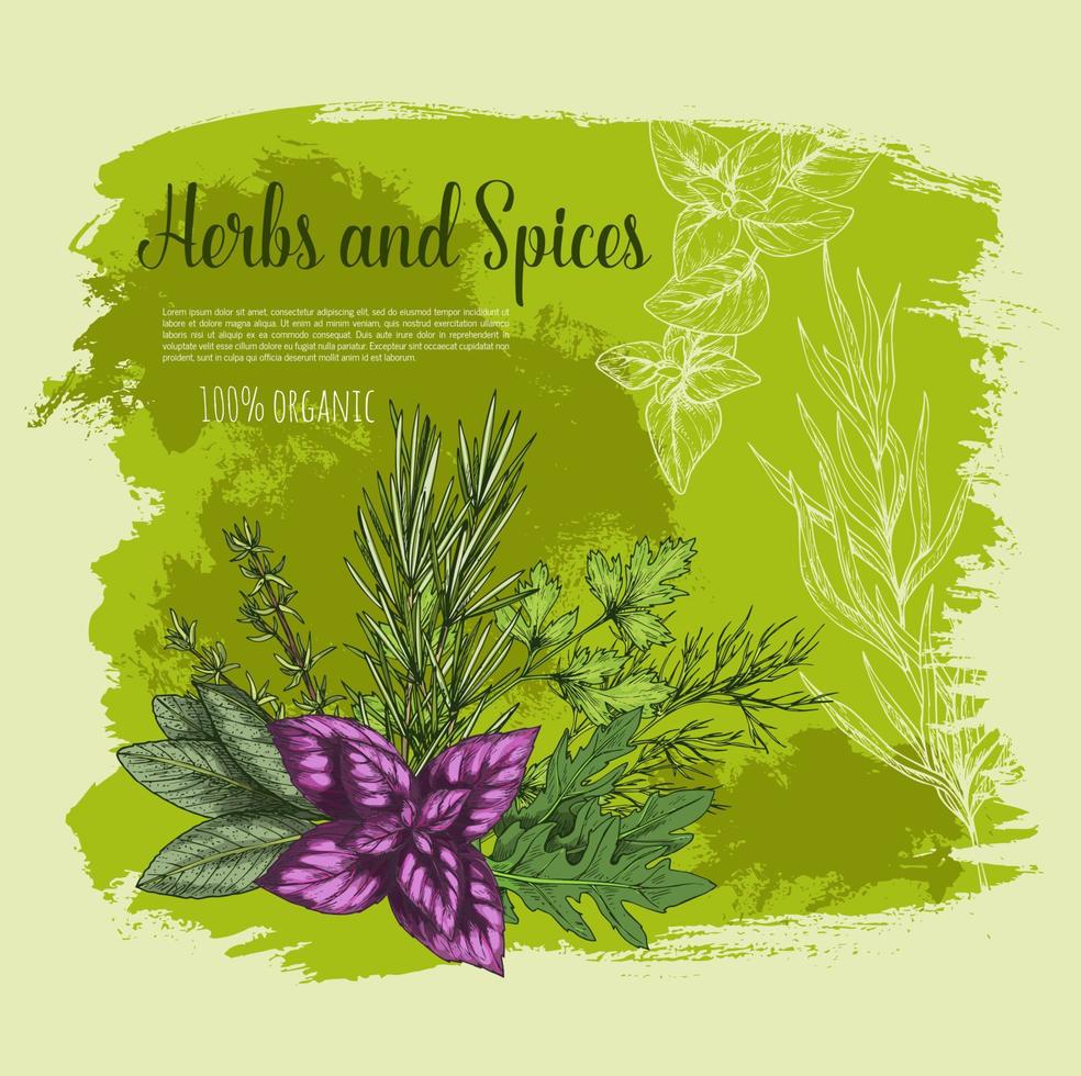 Herb and spice with fresh leaf sketch poster vector