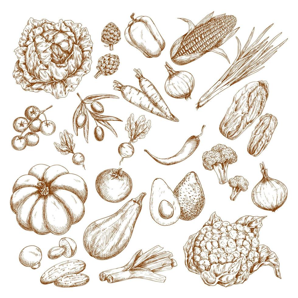Vector sketch isolated vegetables icons