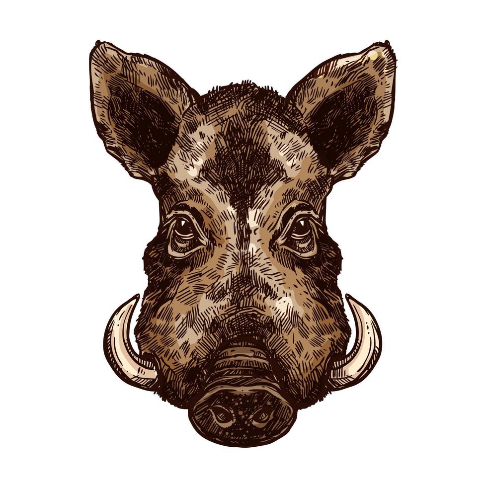 Boar, pig or hog wild animal isolated sketch vector