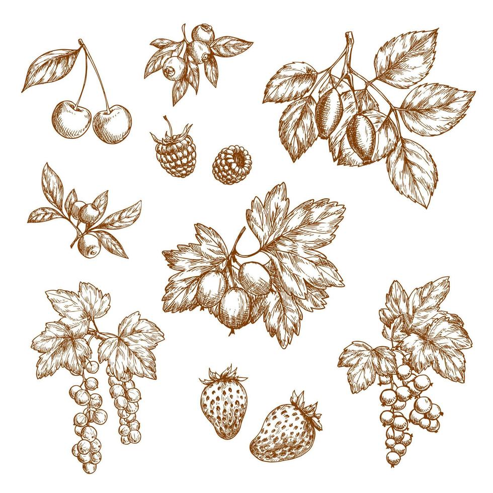 Forest berries and fruits vector sketch icons