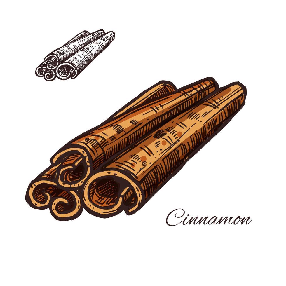 Cinnamon spice vector sketch plant bark icon